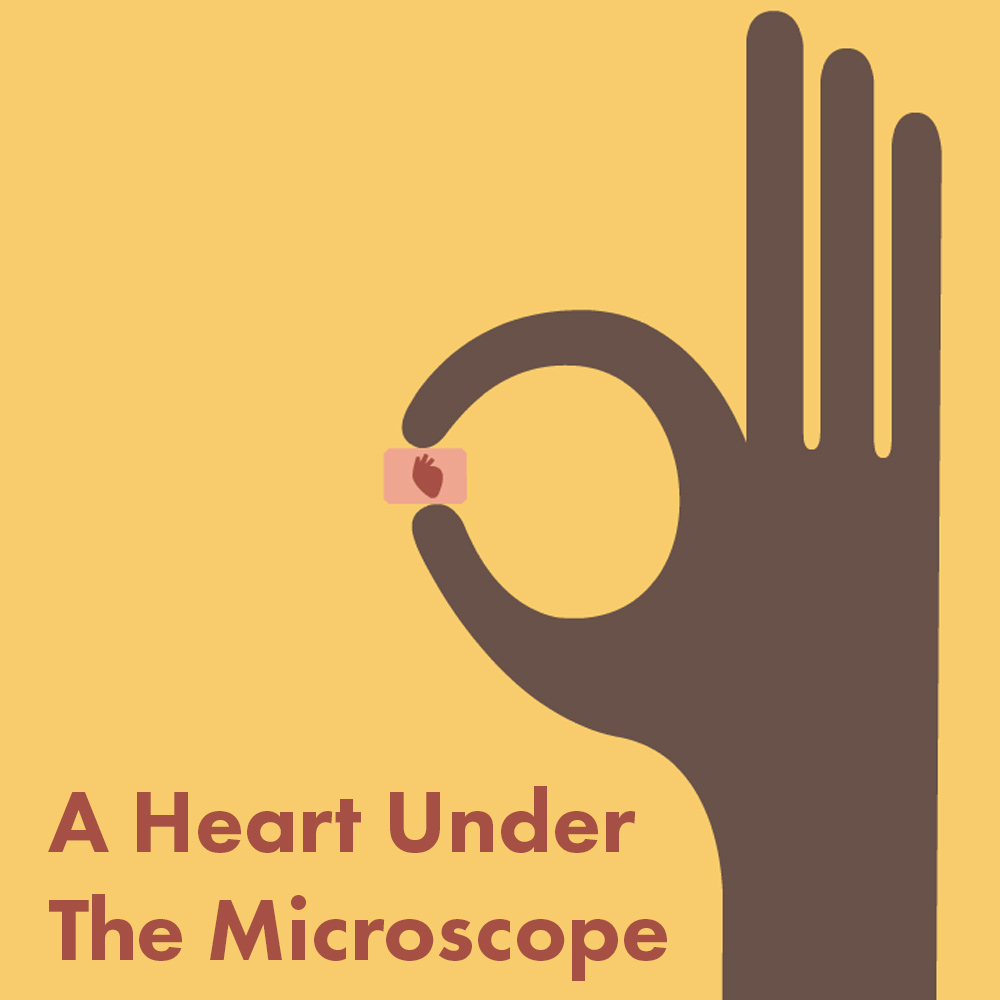 A Heart Under The Microscope